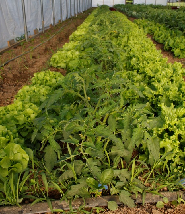 Tomatoes and Lettuce