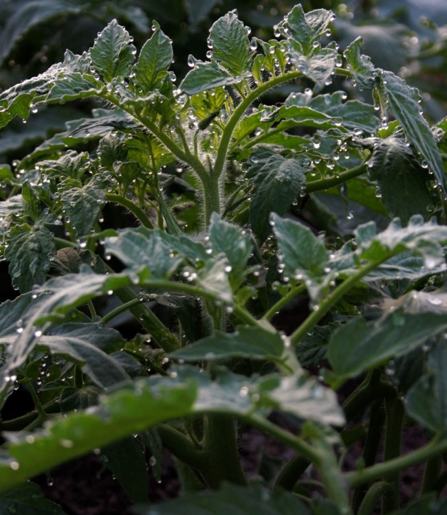 Morning dew on tomato plant