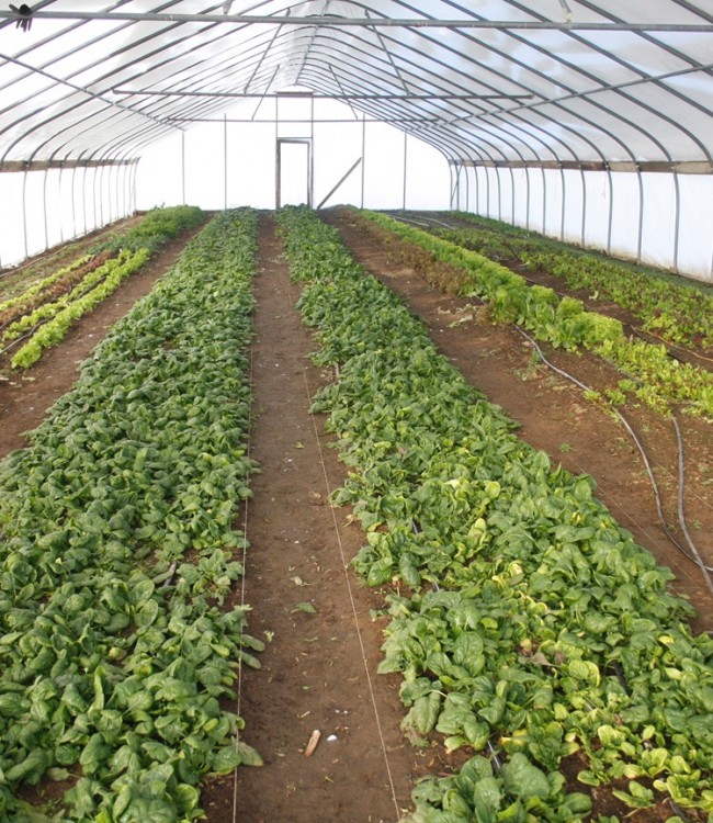 Growing greens in the the winter