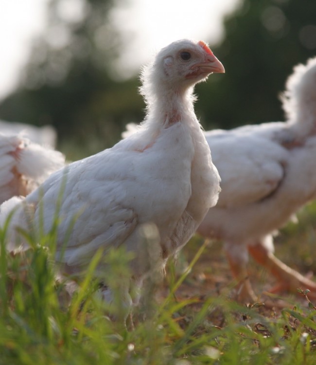 Our broilers – meat birds