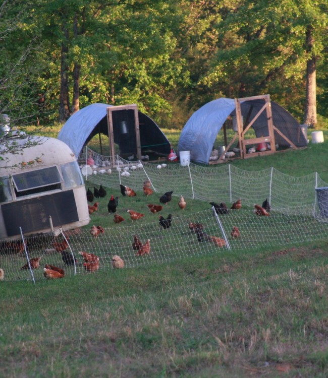 Our poultry operation on pasture