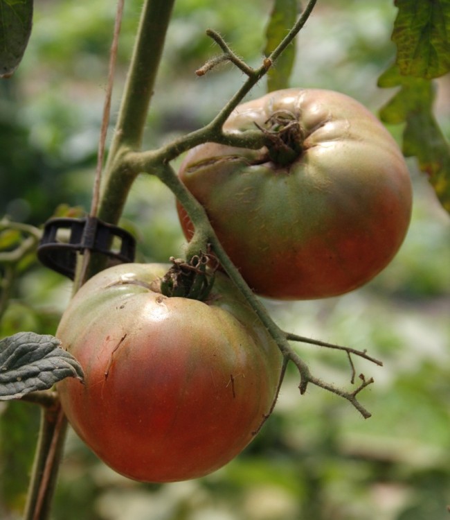 Cherokee Purple Tomatoes