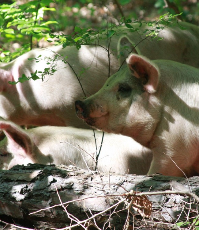 Pigs in woods.. Lovely place to be in the Summer