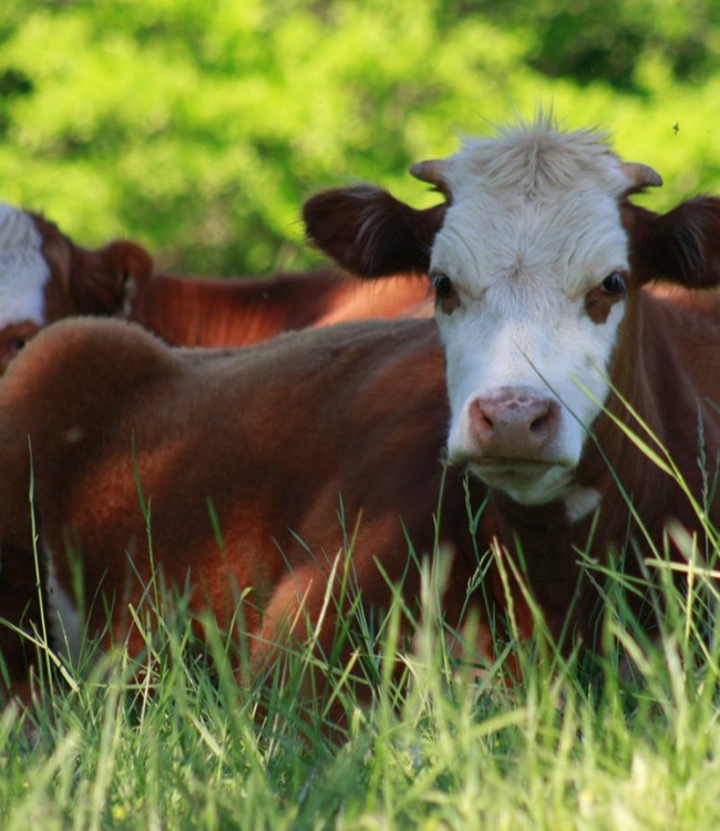 Our first cows for pasture-raised beef