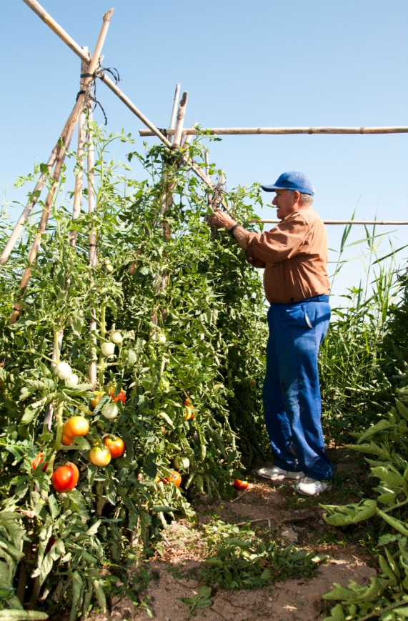 How We Transitioned to Organic Farming